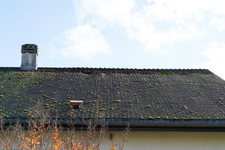 Black Algae Removal Services